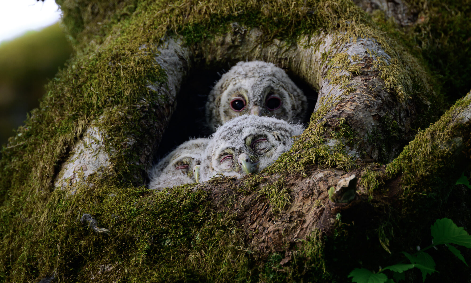 Naturfotograf Ronny Solheim